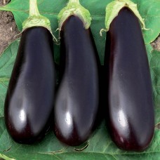 Баклажан ФАБІНА F1 5 г Клоз (Clause)