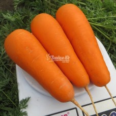 Морковь БОЛИВАР F1 100 000сем.  (1,4 - 1,6) Клоз(Clause)