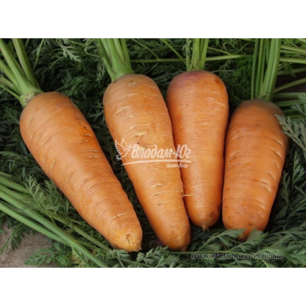 Морква Болтекс 5 кг. Клоз(Clause)