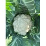 Цвітна капуста НАУТІЛУС F1 2500 нас. Клоз (Clause)