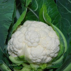 Цвітна капуста НАУТІЛУС F1 2500 нас. Клоз (Clause)