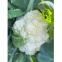 Цвітна капуста НАУТІЛУС F1 2500 нас. Клоз (Clause)