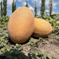 Диня МАБЕЛЛА F1 1000 нас. Клоз (Clause)