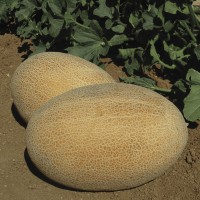 Диня МАРАДОНА F1 1000 нас. Клоз (Clause)