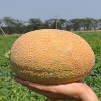 Диня МАЗІН F1 5000 нас. Клоз (Clause)