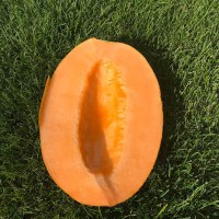 Диня МІЛАН F1 1000 нас. Клоз (Clause)