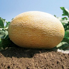 Диня АМАЛ F1 1000 нас. Клоз (Clause)