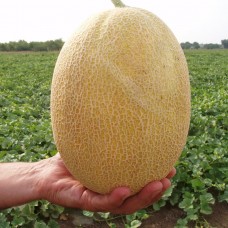 Диня КРЕДО F1 1000 нас. Клоз (Clause)