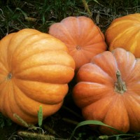 Гарбуз МУСКАТ ДЕ ПРОВАНС 0,5 кг Клоз (Clause)