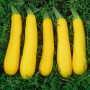 Кабачок САНЛАЙТ F1 1000 сем. Клоз (Clause)