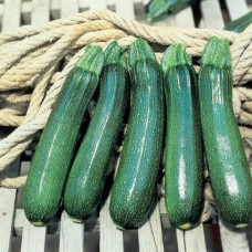 Кабачок ТАРМІНО F1 500 нас. Клоз (Clause)