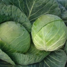 Капуста білоголова середня БРАВО F1 2500 нас. Клоз (Clause)