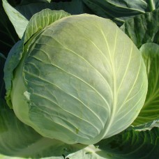 Капуста білоголова середня БРИГАДИР F1 2500 нас. Клоз (Clause)