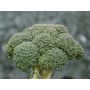 Капуста брокколі КОРОС F1 2500 нас. Клоз (Clause)