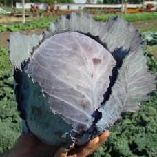 Капуста червоноголова РЕДСКАЙ F1 2500 нас. Клоз (Clause)