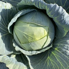 Капуста білоголова середня ЦЕНТУРІОН F1 2500 нас. Клоз (Clause)