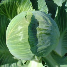 Капуста білоголова пізня КАУНТ F1 2500 нас. Клоз (Clause)