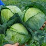 Капуста білоголова рання СІР F1 2500 нас. Клоз (Clause)