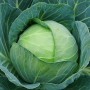 Капуста білоголова рання СІР F1 2500 нас. Клоз (Clause)