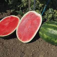 Кавун АМІНА F1 1000 нас. Клоз (Clause)