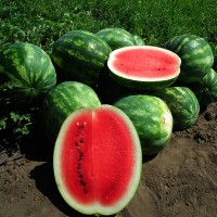 Кавун ЦЕЛІН F1 1000 нас. Клоз (Clause)