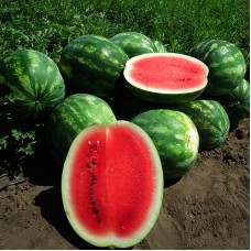 Кавун ЦЕЛІН F1 1000 нас. Клоз (Clause)