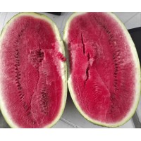 Кавун ЕКСПЛОРЕР F1 1000 нас. Клоз (Clause)