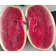 Кавун ЕКСПЛОРЕР F1 1000 нас. Клоз (Clause)