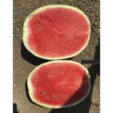 Кавун ЕПІКА F1 1000 нас. Клоз (Clause)