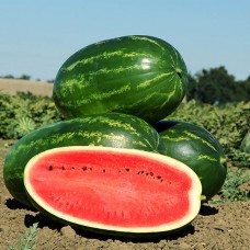 Кавун МЕЛІНА F1 1000 нас. Клоз (Clause)