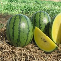 Кавун ЄЛОВ ЛАВ F1 1000 нас. Клоз (Clause)