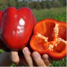 Перець МАРЕК (КАРІСМА) F1 1000 нас. Клоз (Clause)