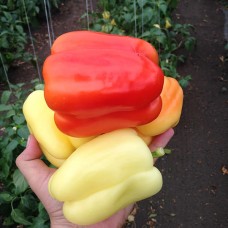 Перець ОІДА F1 1000 нас. Клоз (Clause)