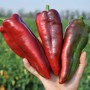 Перець РЕДКАН F1 1000 нас. Клоз (Clause)