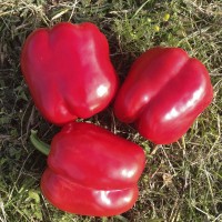 Перец ТИБО F1 1000 сем. Клоз (Clause)