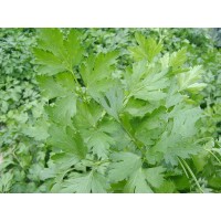 Петрушка НОВАС 250 г Клоз (Clause)