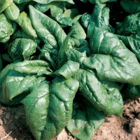 Шпинат ЛАГОС 250 г Клоз (Clause)