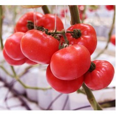 Томат АФЕН F1 250 нас. Клоз (Clause)