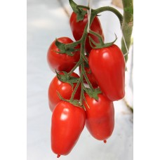 Томат АЙДАР F1 250 нас. Клоз (Clause)