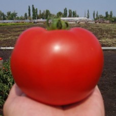 Томат АКЕЛА F1 1000 нас. Клоз (Clause)