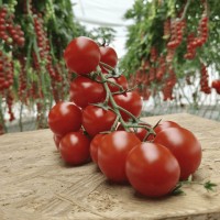 Томат ЧЕРЕЗА F1 1000 нас. Клоз (Clause)