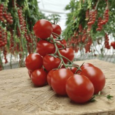 Томат ЧЕРЕЗА F1 1000 нас. Клоз (Clause)