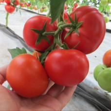 Томат ЦЕЛЕСТІН F1 250 нас. Клоз (Clause)