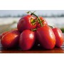 Томат ДИНО F1 1000 сем. Клоз (Clause)