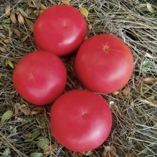 Томат ФЕНДА F1 250 нас. Клоз (Clause)