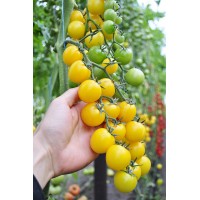 Томат ГОЛДВІН F1 250 нас. Клоз (Clause)