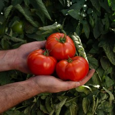 Томат ЙОЛНАР F1 1000 сем. Клоз (Clause)