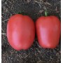 Томат КОНГО F1 250 нас. Клоз (Clause)