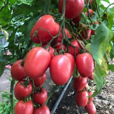Томат КОНГО F1 250 нас. Клоз (Clause)