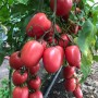 Томат КОНГО F1 250 нас. Клоз (Clause)